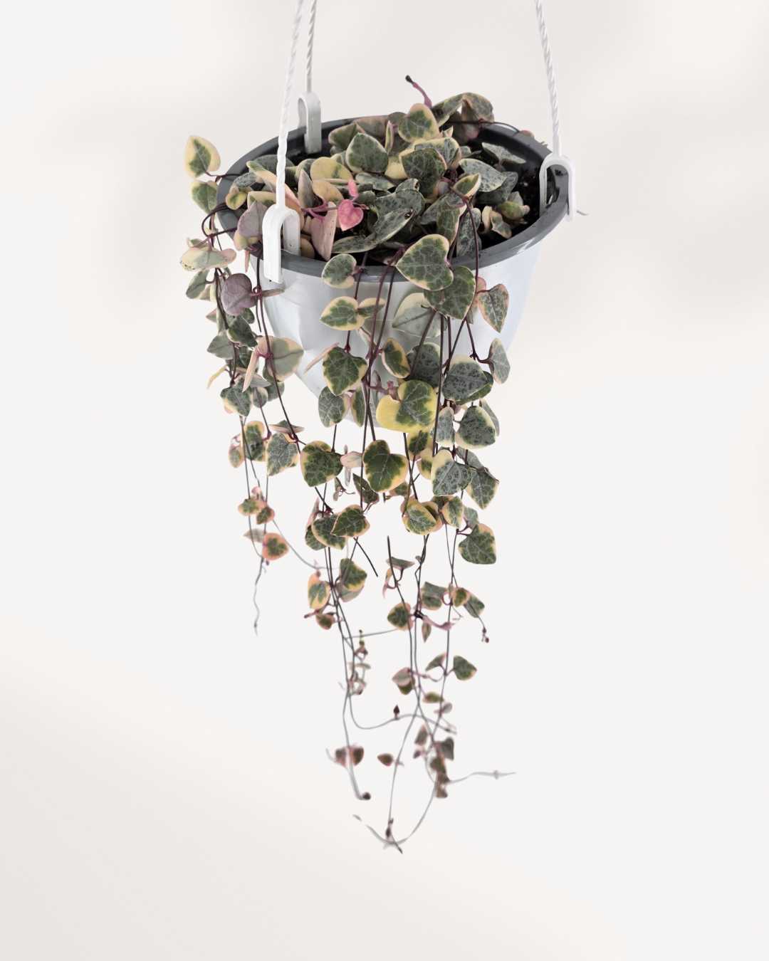 String of Hearts - Pretty Pink | Buy Online