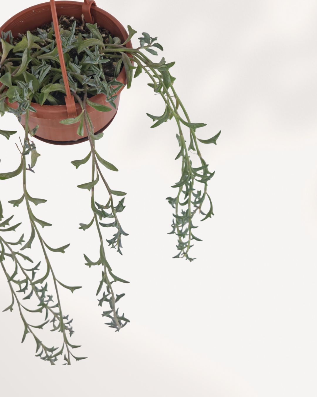 String of Dolphin 4" Hanging Basket – full plant view with long trailing silver-green vines in a pink hanging pot