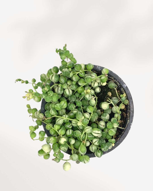 String of Pearls Variegata 2.5” Pot - Small