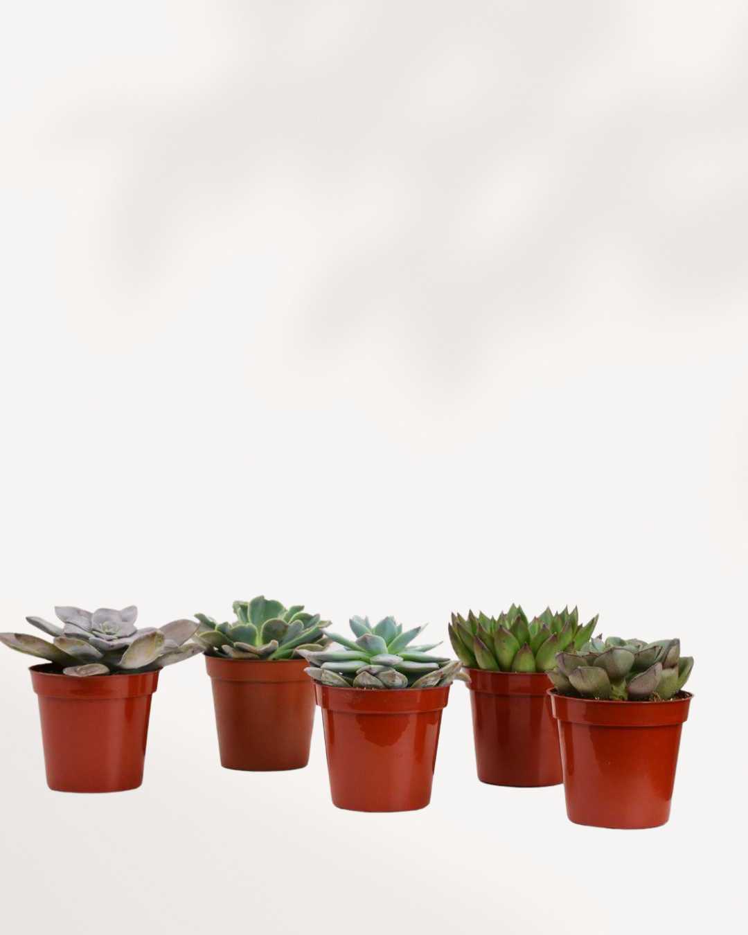 Popular Succulent Surprise Box