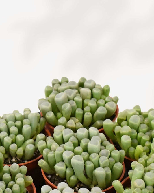 Succulent, Baby Toes 3.5" Pot - Small