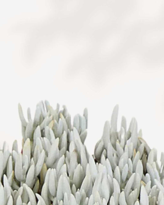 Succulent, Ghost Plant 3.5" Pot - Small