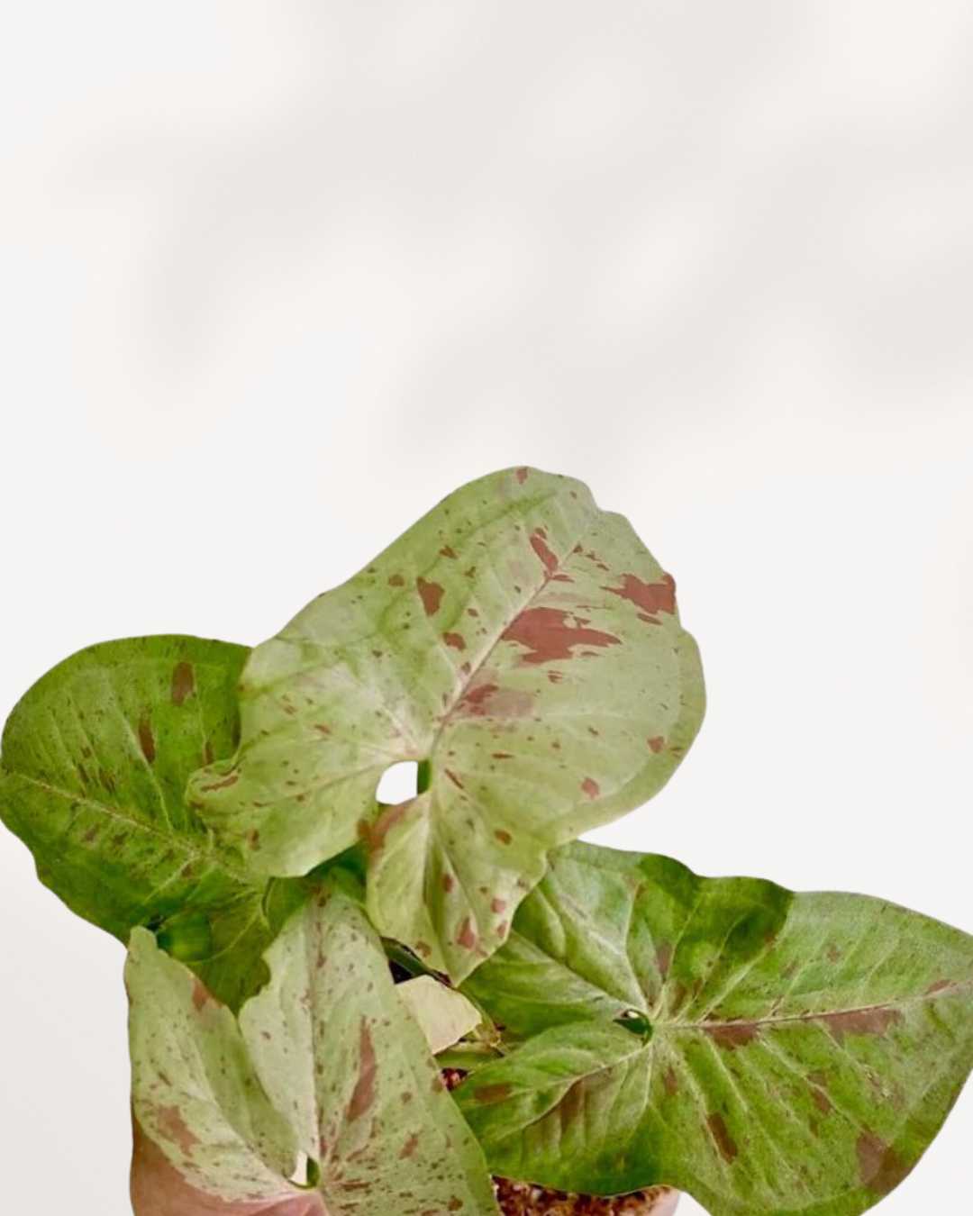Syngonium Confetti Tricolor