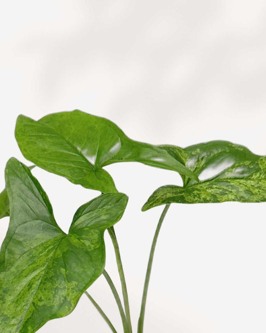 Syngonium Mojito 3.5" Pot - Small