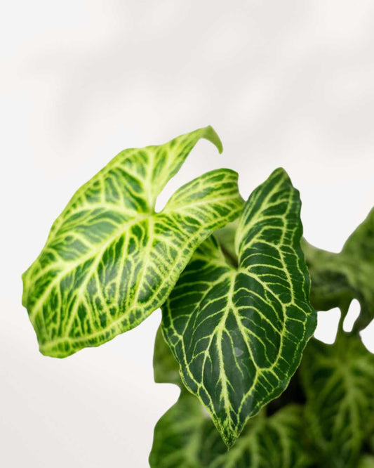 Syngonium Podophyllum Batik 4" Pot - Small