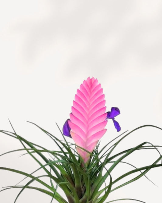 Tillandsia Cyanea 4" Pot - Small