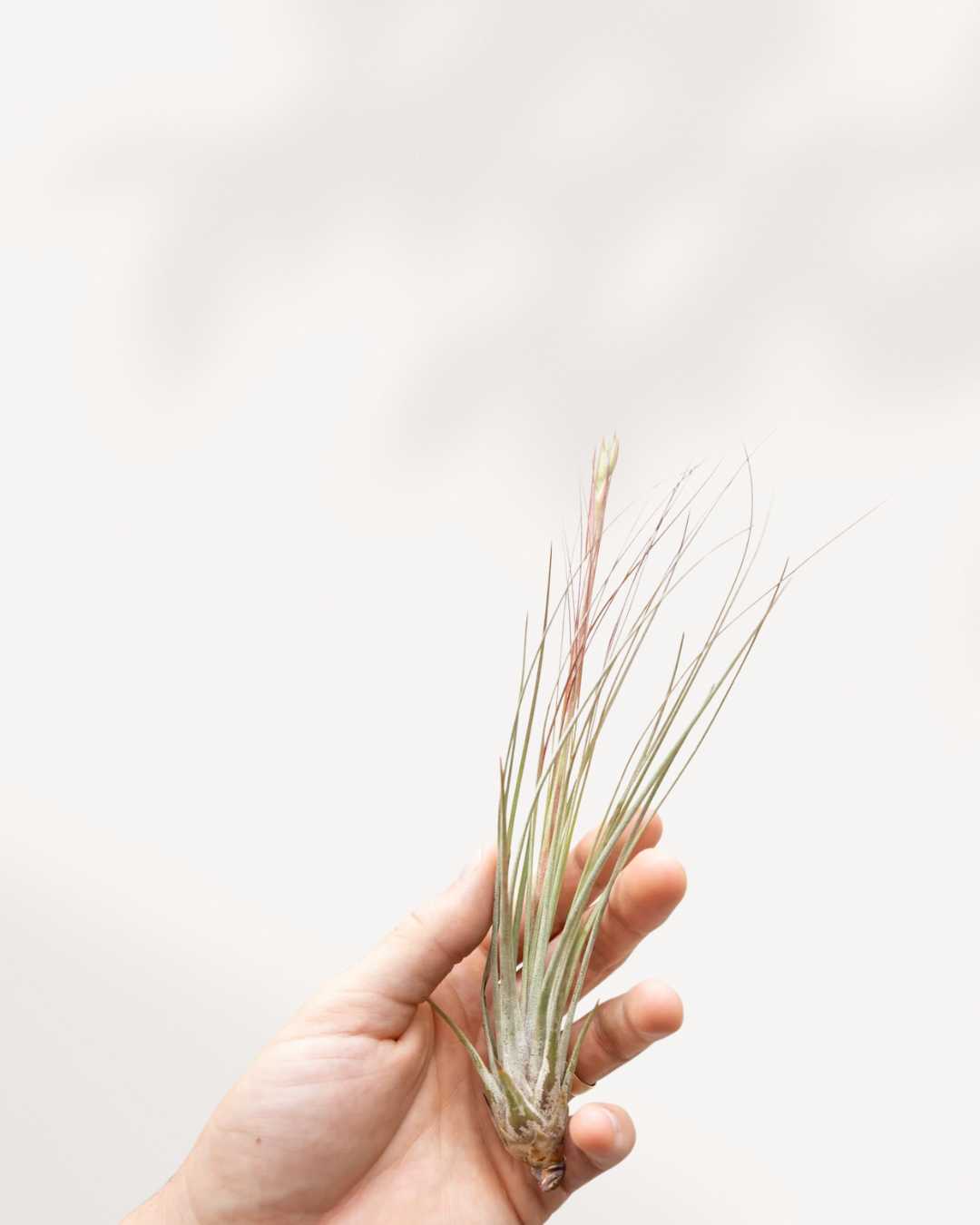 Tillandsia Juncea - Air Plant