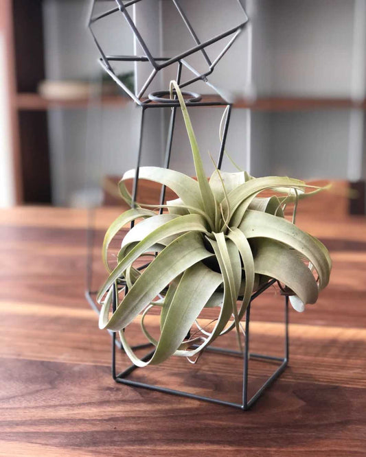 Tillandsia Xerographica Air Plant