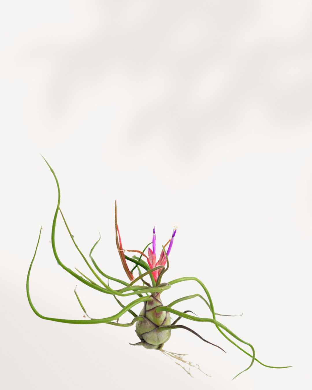 Tillandsia Bulbosa - Air Plant