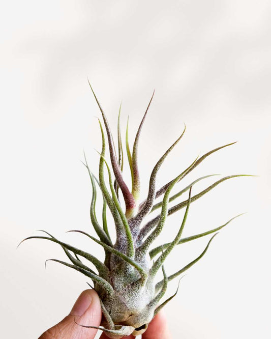 Tillandsia Pruinosa - Air Plant Tillandsia Pruinosa - Air Plant