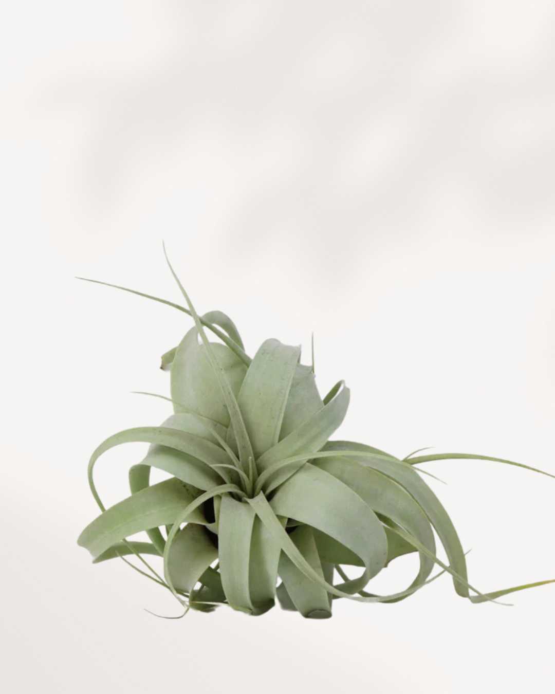 Tillandsia Xerographica Air Plant