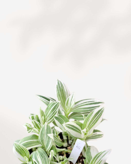 Tradescantia Fluminensis 3.5" Pot - Small