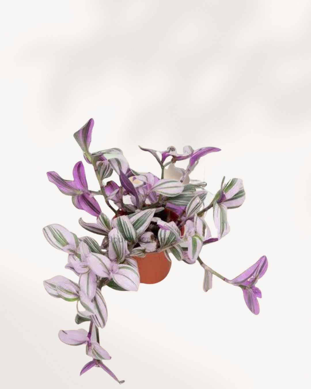 tradescantia nanouk pink trailing house plant Tradescantia Nanouk | Buy Online - Vibrant & Low-Maintenance Houseplant | Mygreenscape