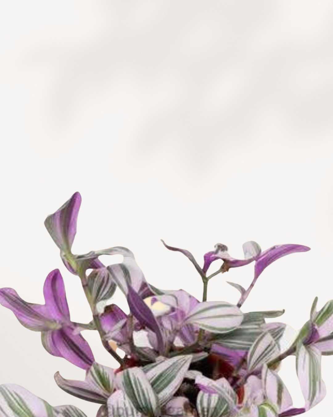 Tradescantia Nanouk - Tradescantia albiflora