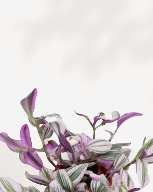 Tradescantia Nanouk - Tradescantia albiflora 2.5" Pot - XSmall