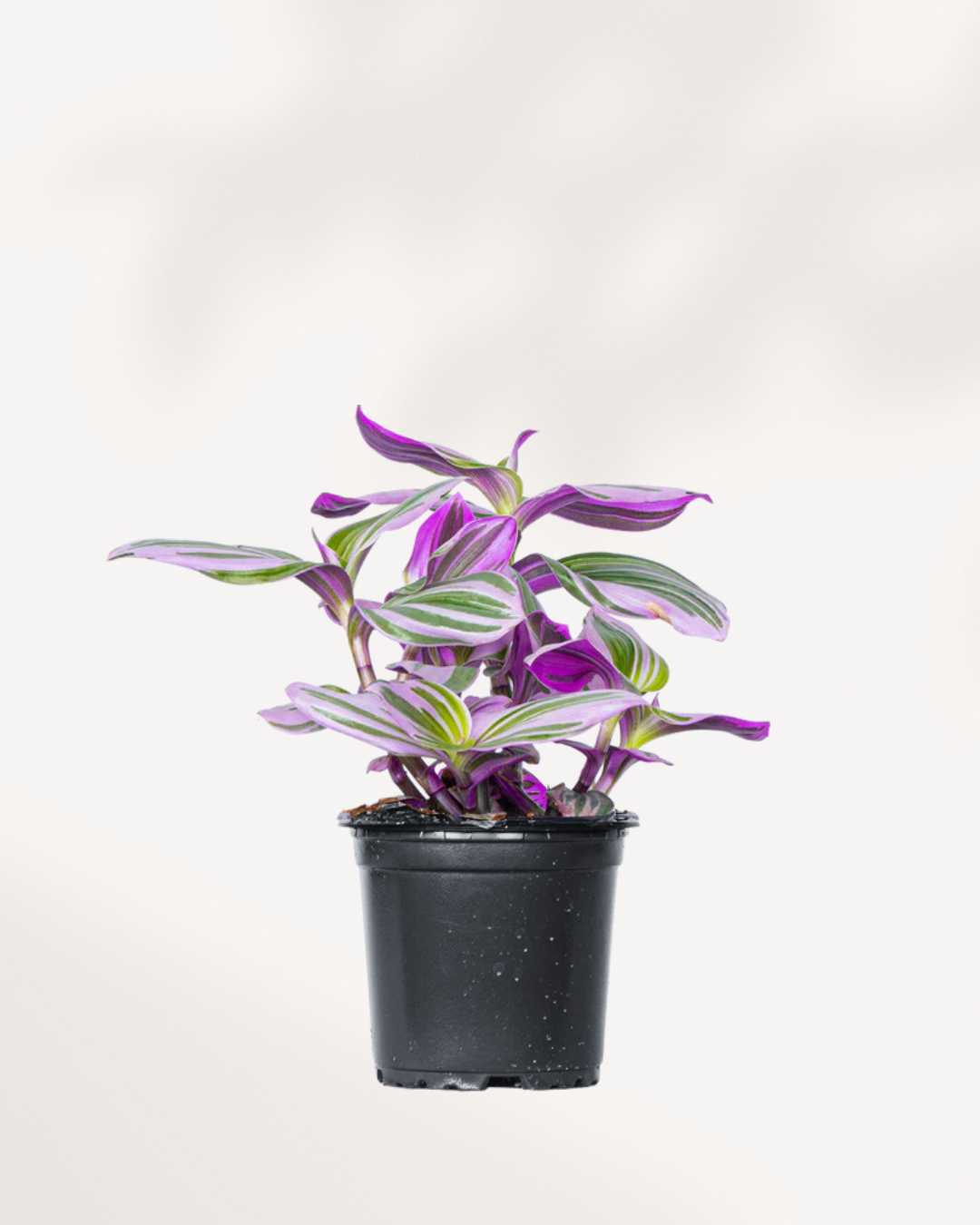 Tradescantia Nanouk - Tradescantia albiflora 3.5" Pot - Small