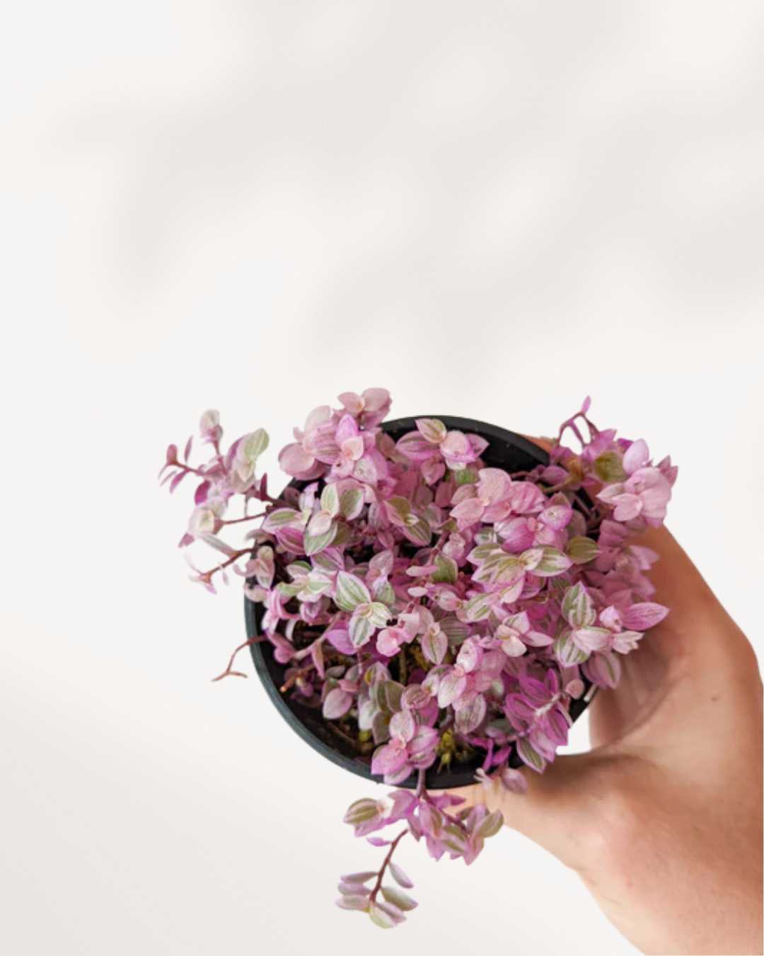 Tradescantia Pink Panther