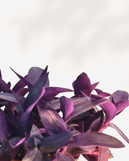 Tradescantia Purple Heart 3.5 inch pot, front view of trailing purple foliage