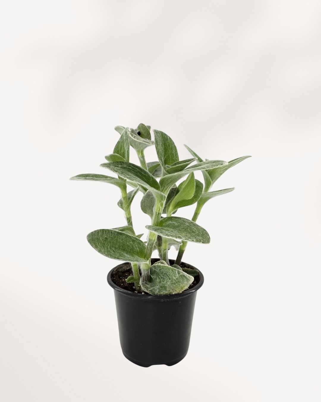 white velvet indoor plant Tradescantia White Velvet | Rare & Fuzzy Beauty – Shop Online | Mygreenscape
