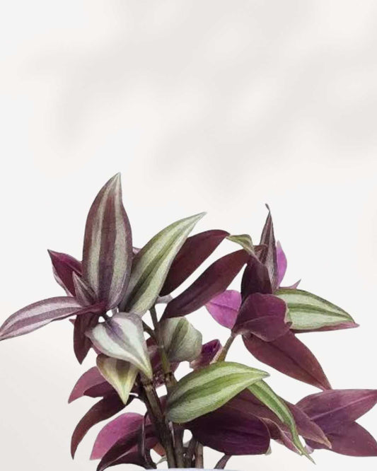 Tradescantia Zebrina 3.5" Pot - Small