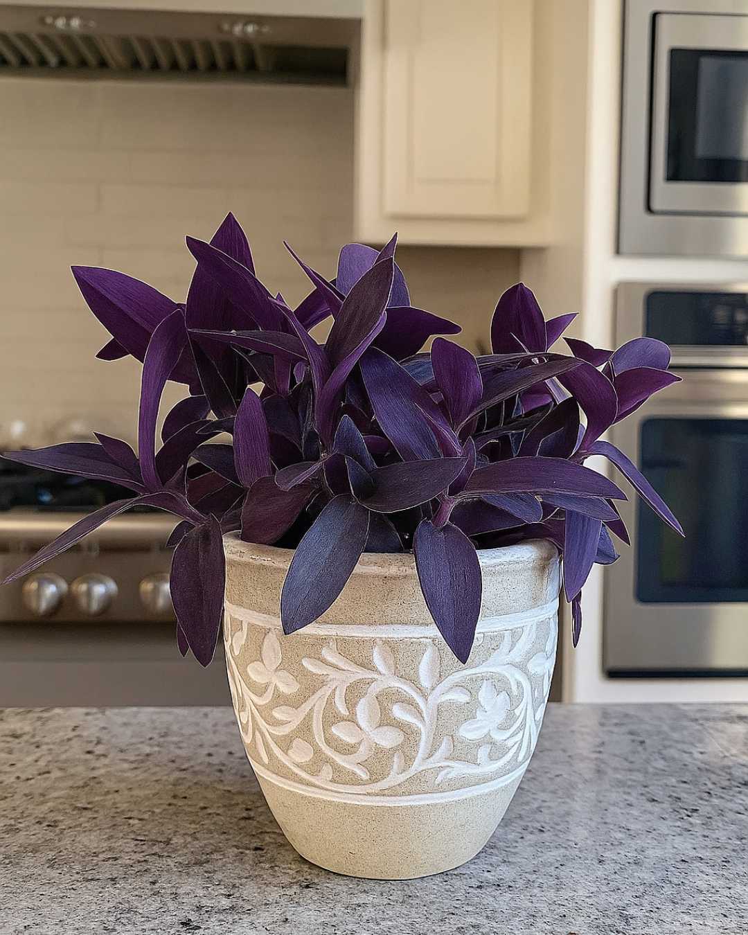Tradescantia Purple Heart displayed on a shelf showing cascading vines