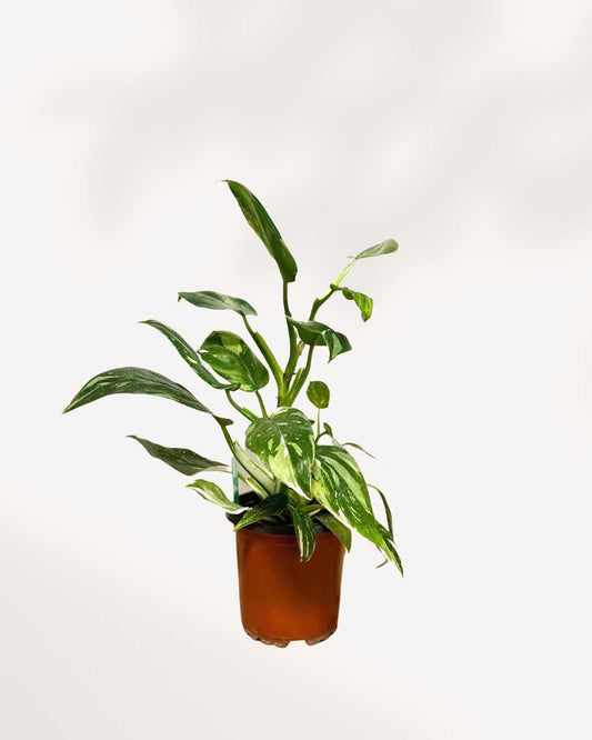 Philodendron White Wizard 4" Pot - Small