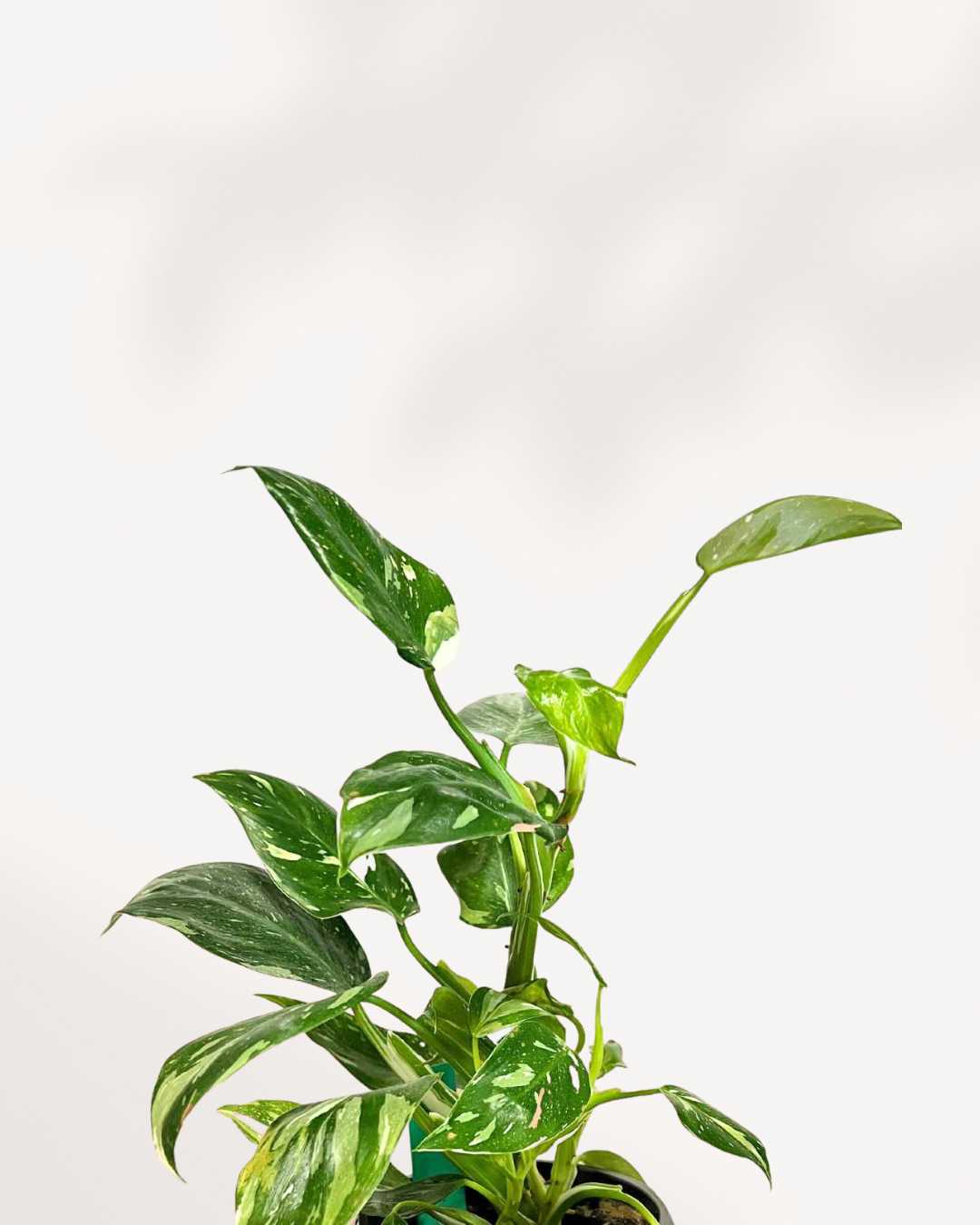 Philodendron White Wizard