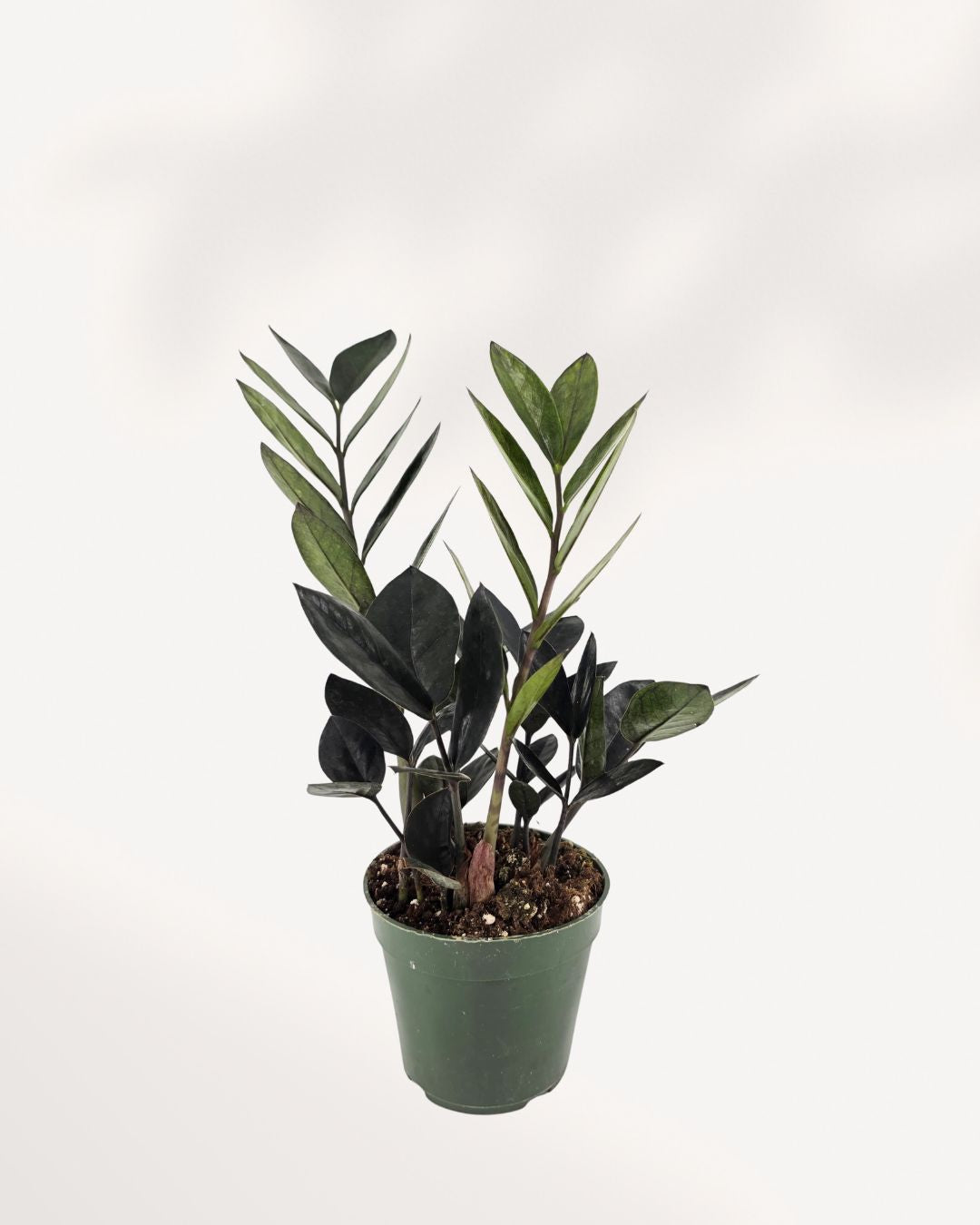 Top side view of ZZ Oscuro Black elegant dark foliage and sculptural form, ideal for adding bold contrast to your home décor.