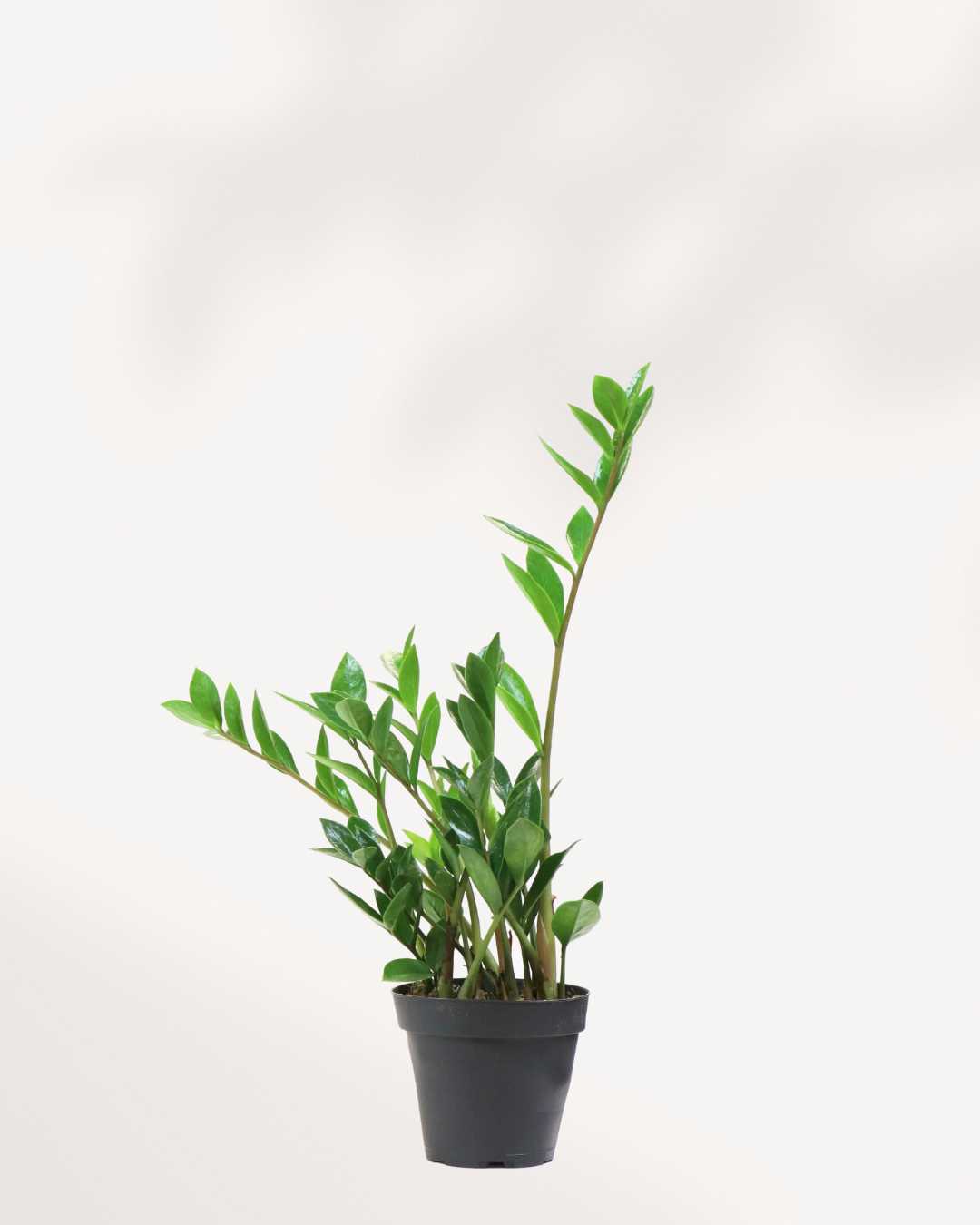 ZZ Plant