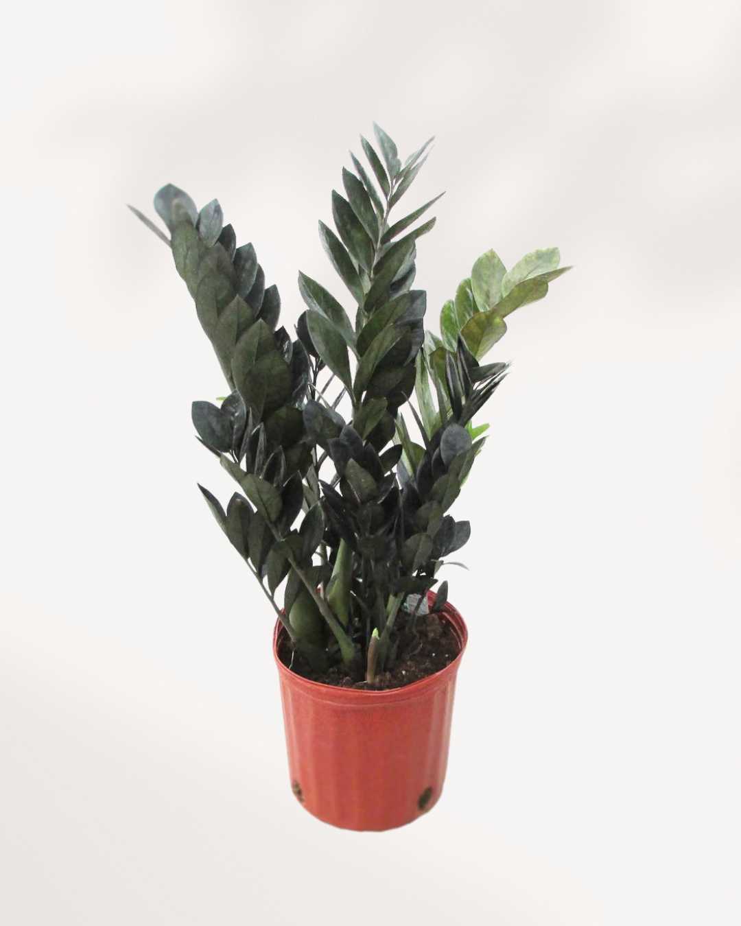 ZZ Raven | Zamioculcas Black Raven 8" Pot - Large