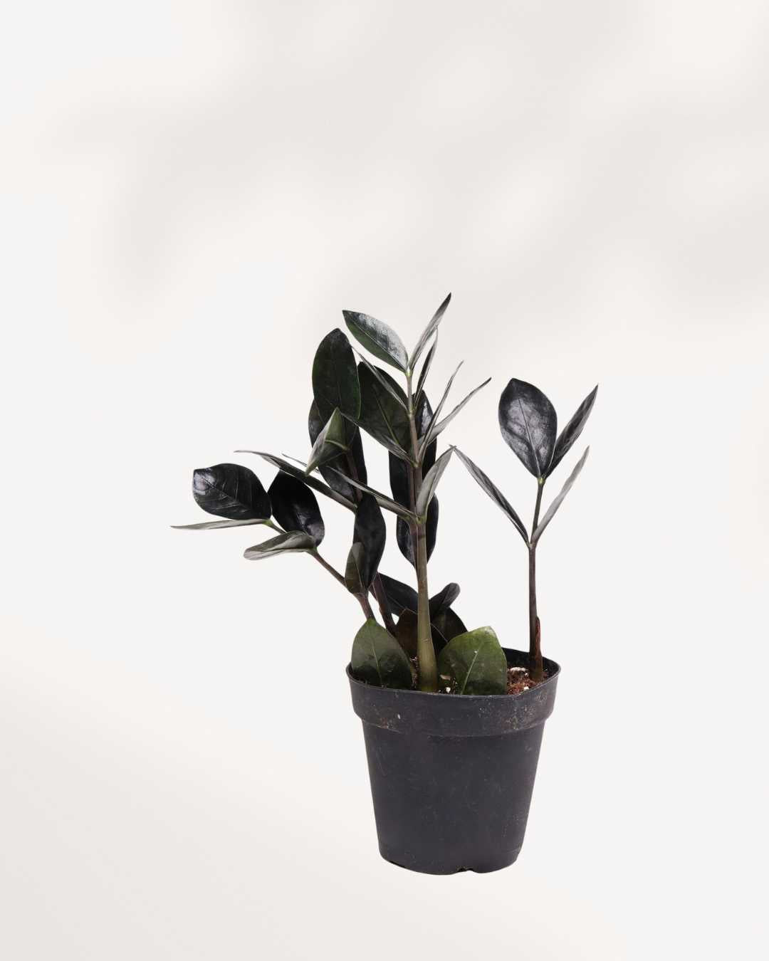 raven zz plant canada ZZ Raven | Buy Online - Striking Black Indoor Plant | Mygreenscape