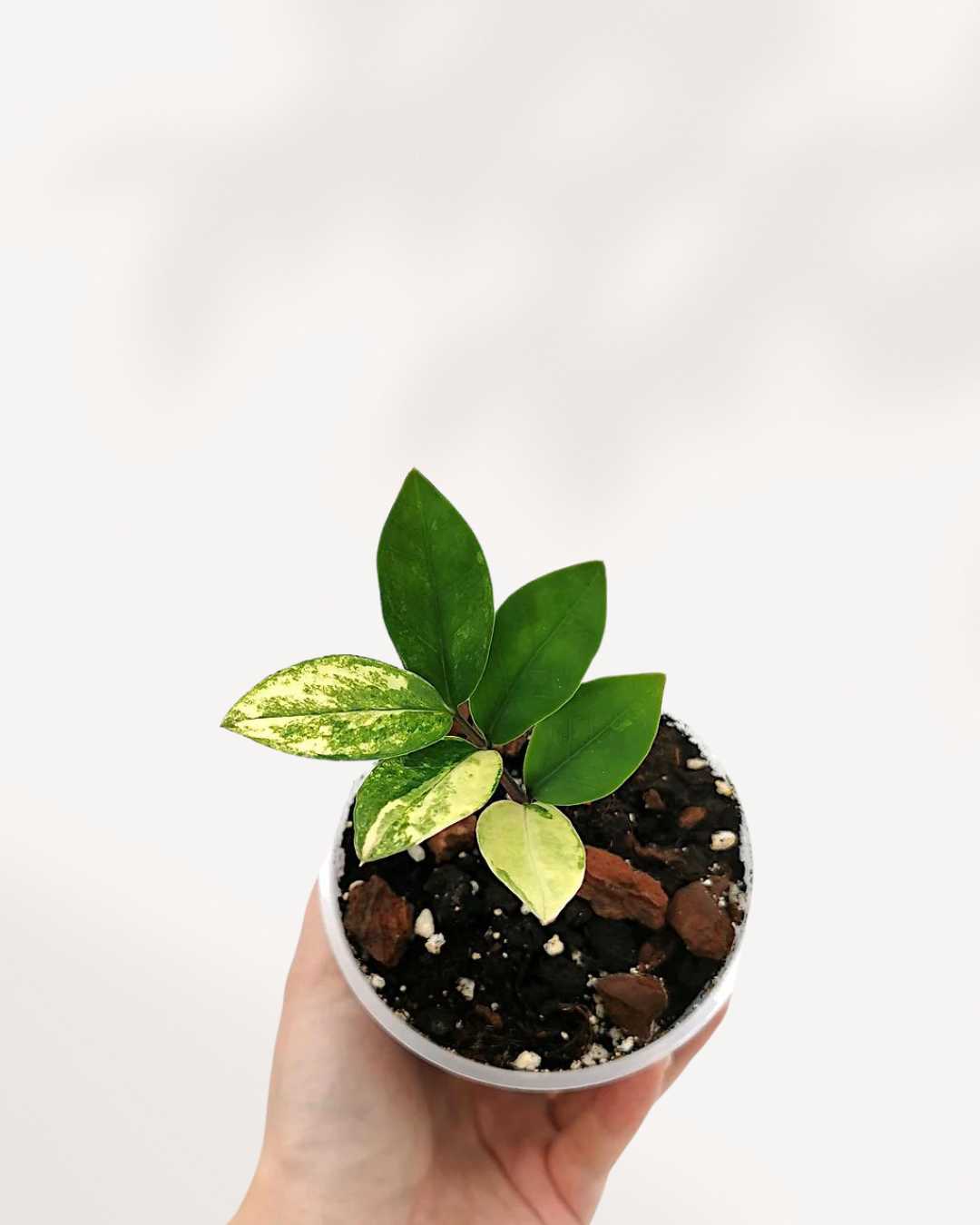variegated zz plant canada ZZ Variegated Plant | Buy Online - Unique, Low-Maintenance Houseplant | Mygreenscape