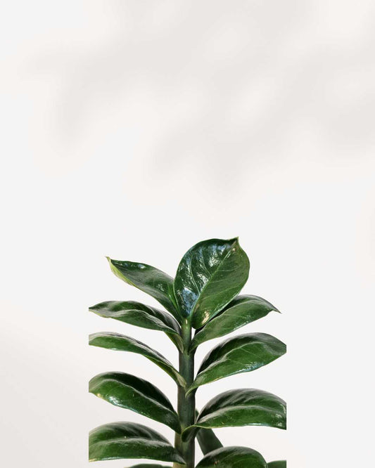 ZZ Plant Zenzi 3.5" Pot - Small