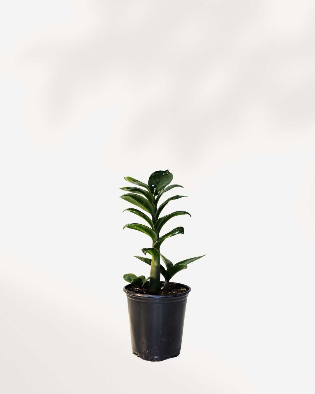 where to buy zz plant toronto ZZ Plant Zenzi | Buy Online - Compact & Low-Maintenance | Mygreenscape