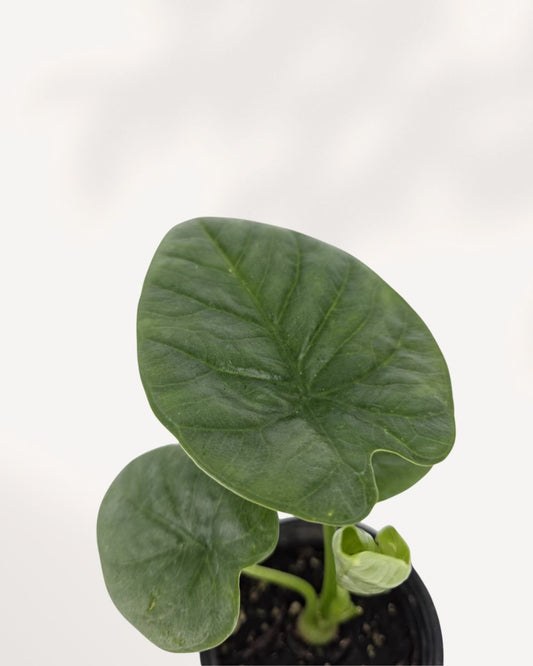 Alocasia Lukiwan indoor plant front view showing upright stems and large arrow shaped tropical leaves, available online and in store Richmond Hill GTA