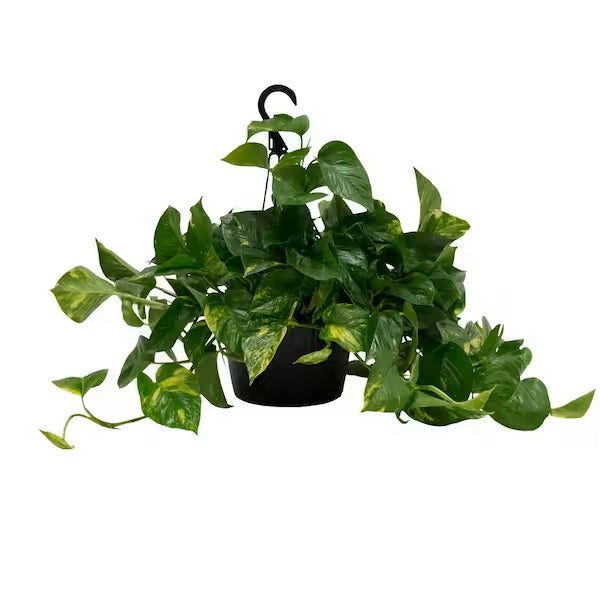 Marble Queen Pothos - Epipremnum Aureum Marble Queen