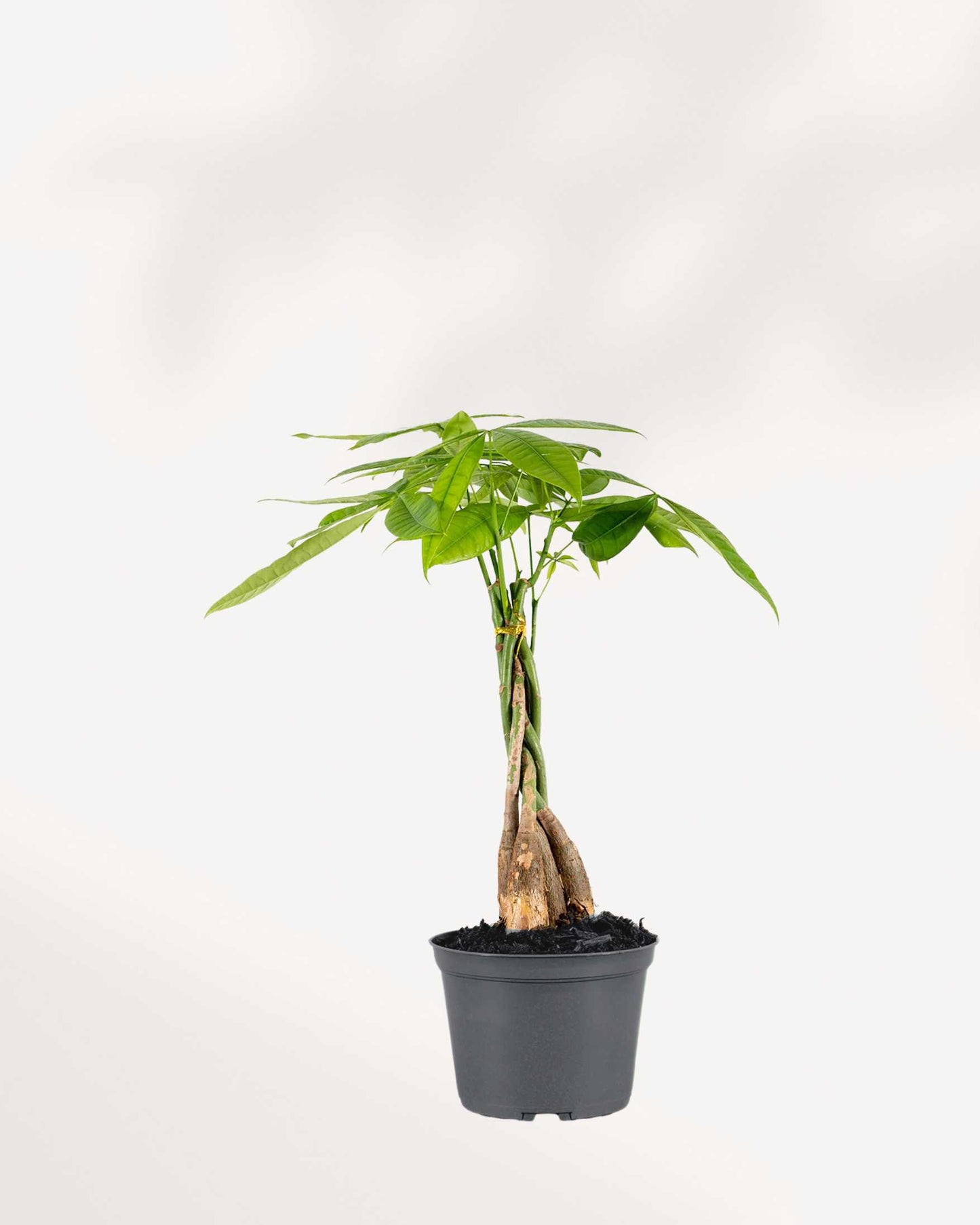 Money Tree - Pachira 6" Pot - Medium