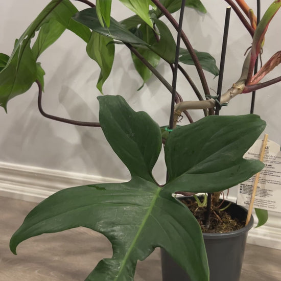 Florida Green Philodendron Video