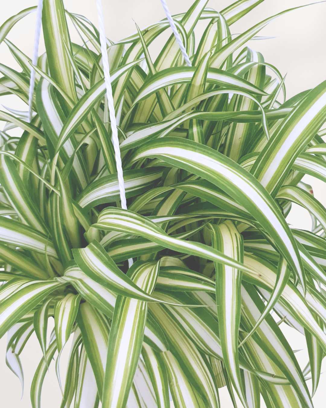 Spider Plant Variegated