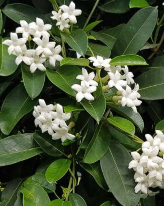 Stephanotis Madagascar Jasmine 5" Pot - Medium (Expect some blemishes)