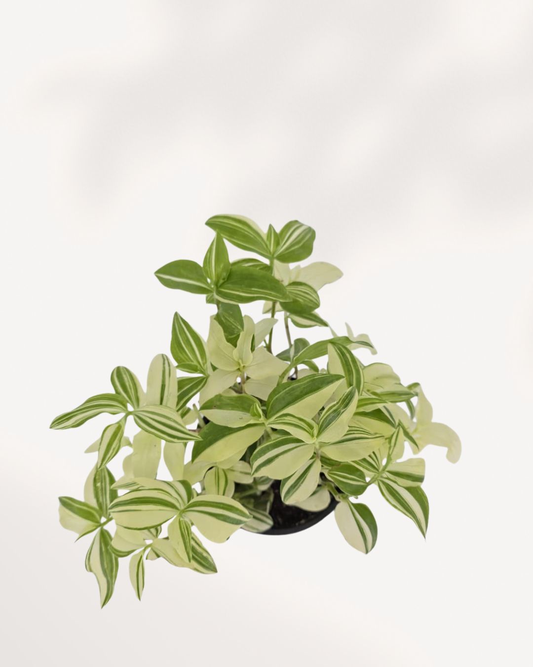 Top view of Tradescantia Fluminensis Variegata plant displaying dense variegated leaves pattern, premium indoor plant available online Richmond Hill GTA