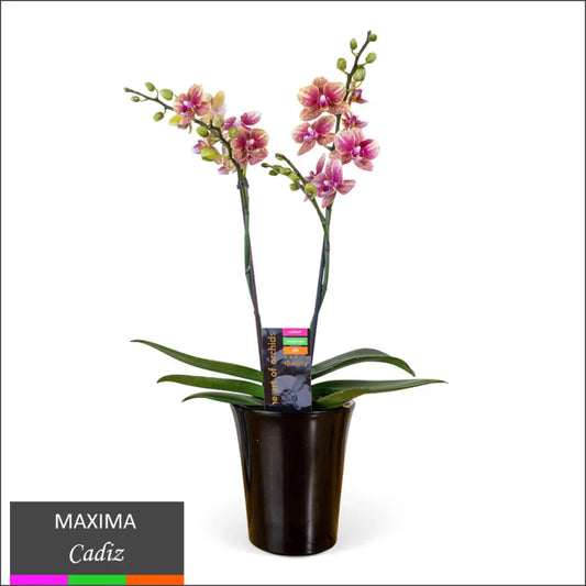 Maxima Orchid – Multi Spike | Buy Online