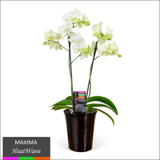 Maxima Orchid – Multi Spike in Ceramic Pot Two Tone - Cadiz