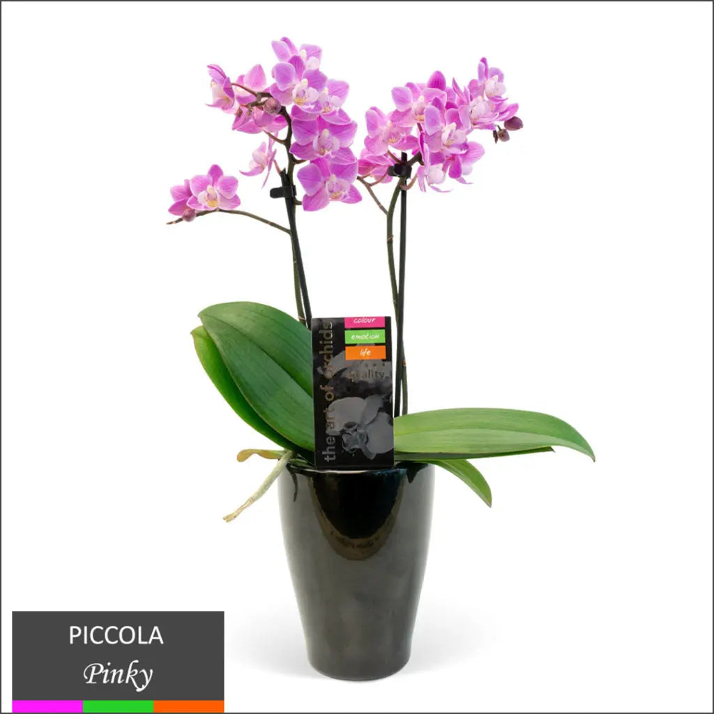 Orchid – Double Spike in Pot Light Pink - Pinky