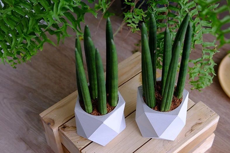 Sansevieria Fingers in your home