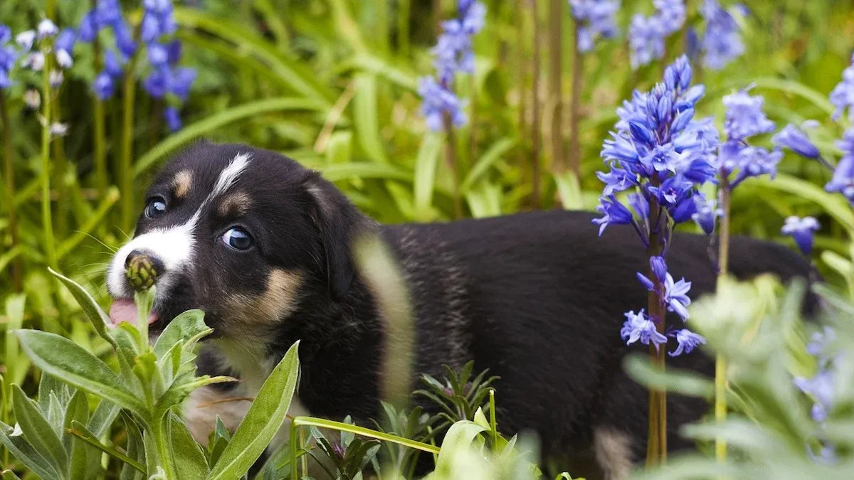 Pet-Friendly Plant Haven