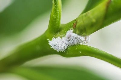 MealyBugs A Guide to Common Houseplant Pests