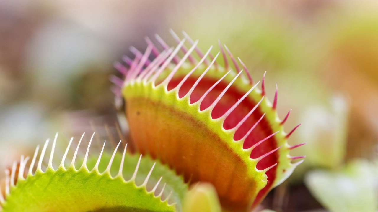 Venus Fly Trap Care Guide