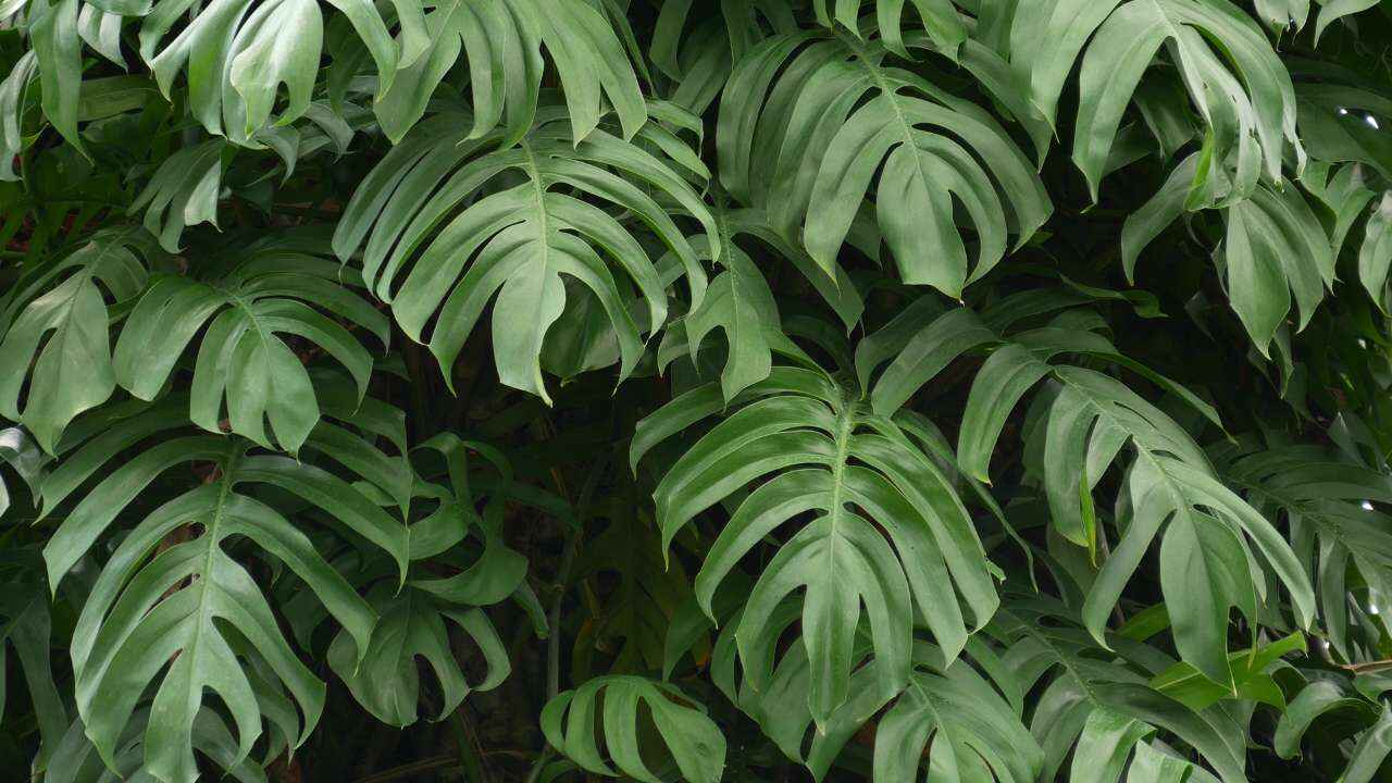 How to take care of the Monstera Plant