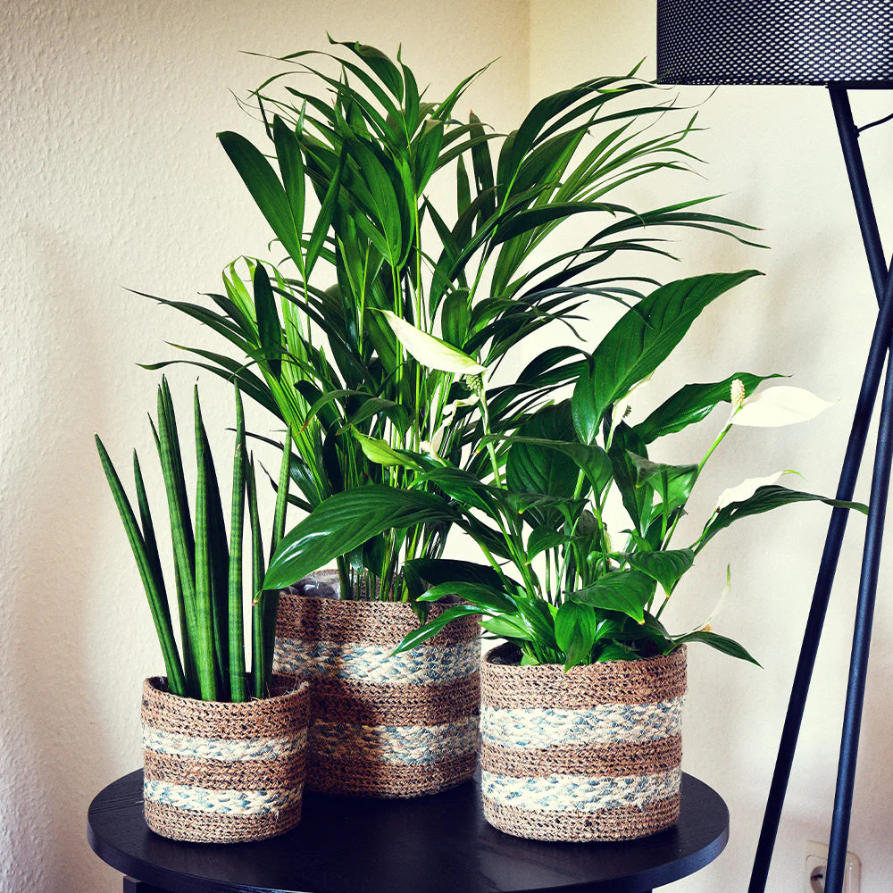 Plants Online Canada: Why Shop at MyGreenscape?